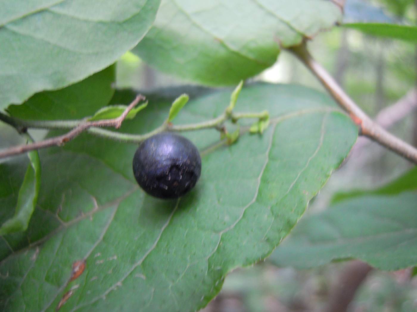 Vaccinium oldhamii image
