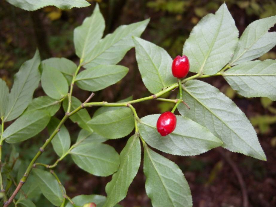 Vaccinium hirtum image