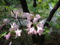 Rhododendron schlippenbachii image