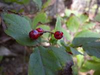 Vaccinium hirtum image