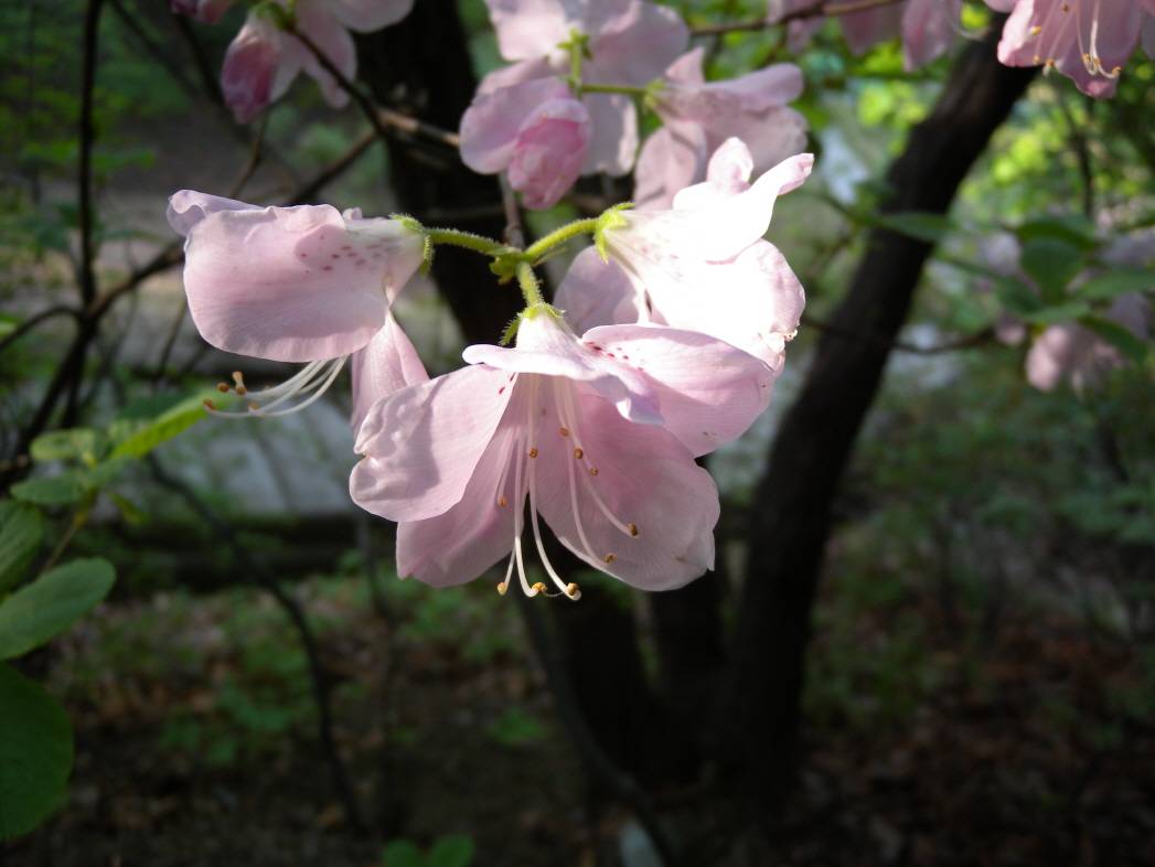Rhododendron schlippenbachii image