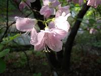 Rhododendron schlippenbachii image