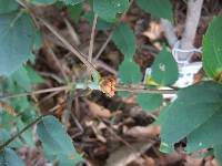Mallotus japonicus image
