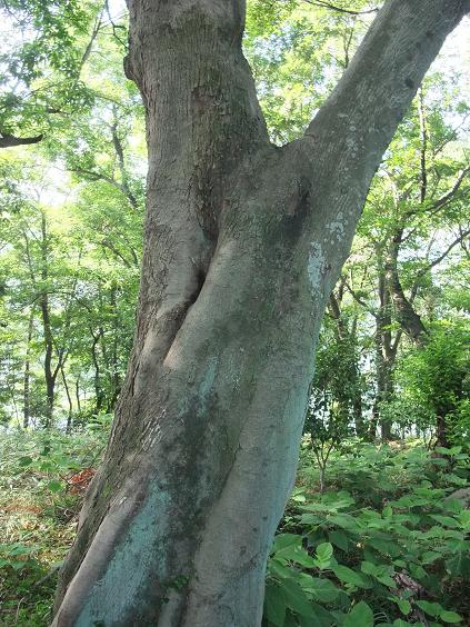 Euphorbiaceae image