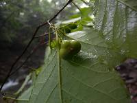 Neoshirakia japonica image