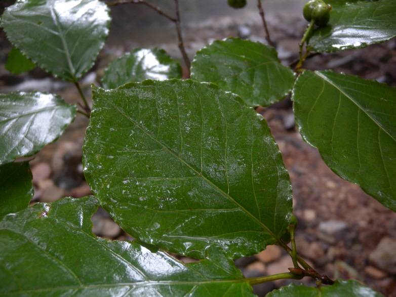 Neoshirakia japonica image