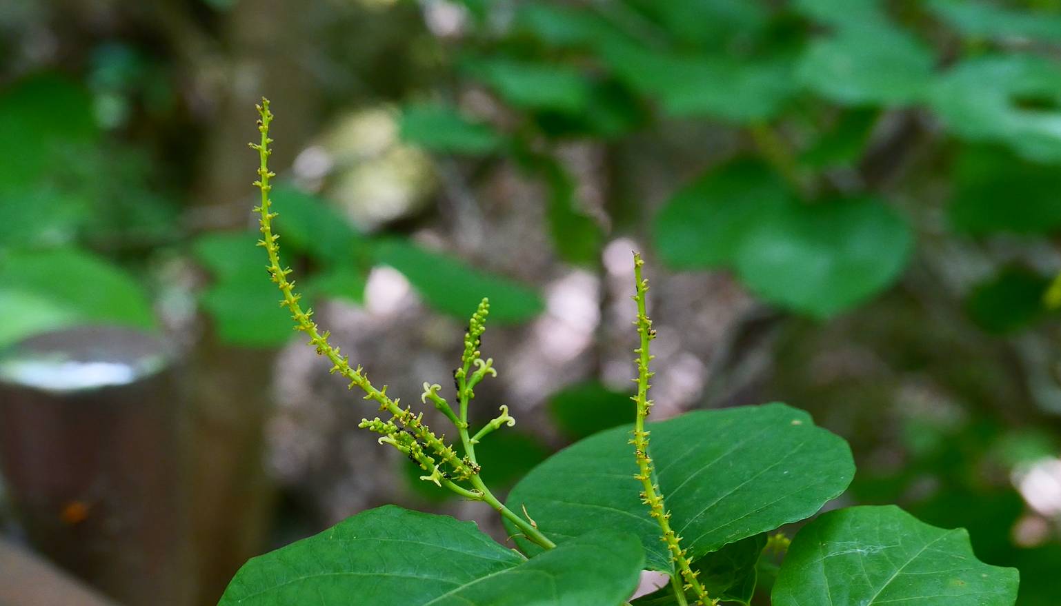 Neoshirakia image