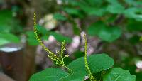 Neoshirakia japonica image