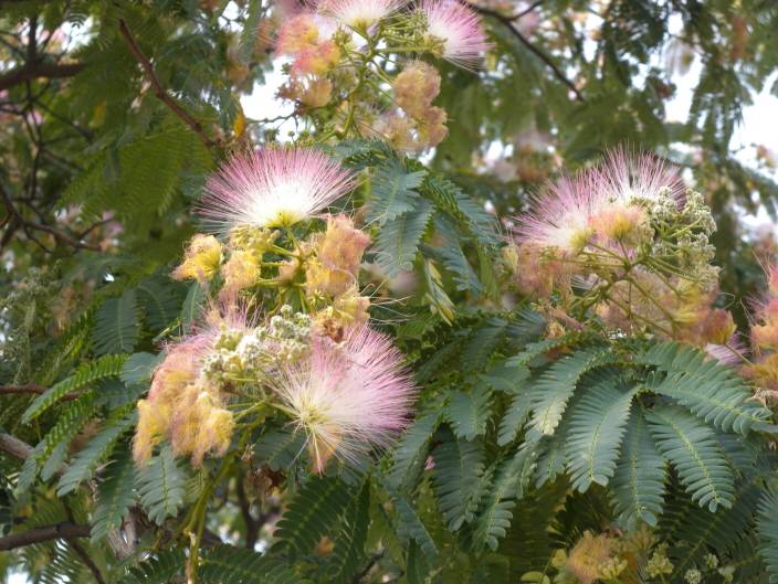 Albizia julibrissin image