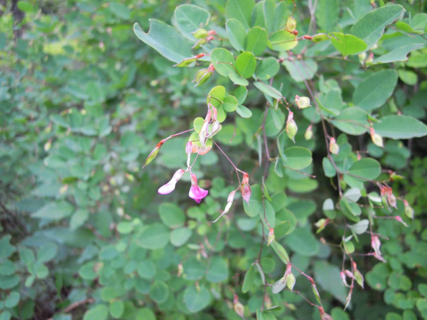 Lespedeza melanantha image