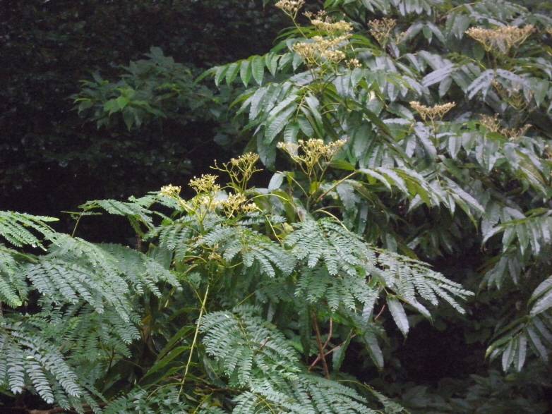 Fabaceae image