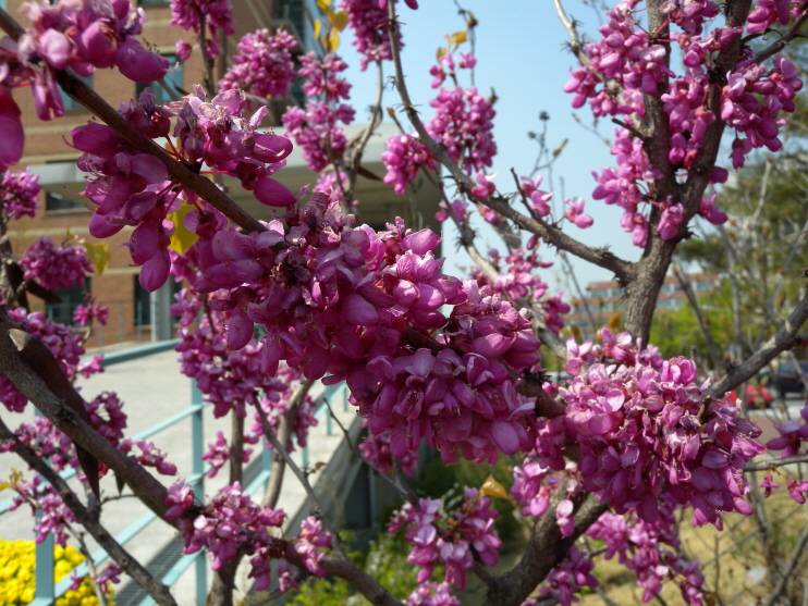 Cercis chinensis image