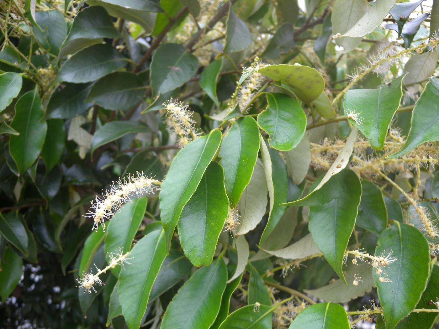 Castanopsis cuspidata image