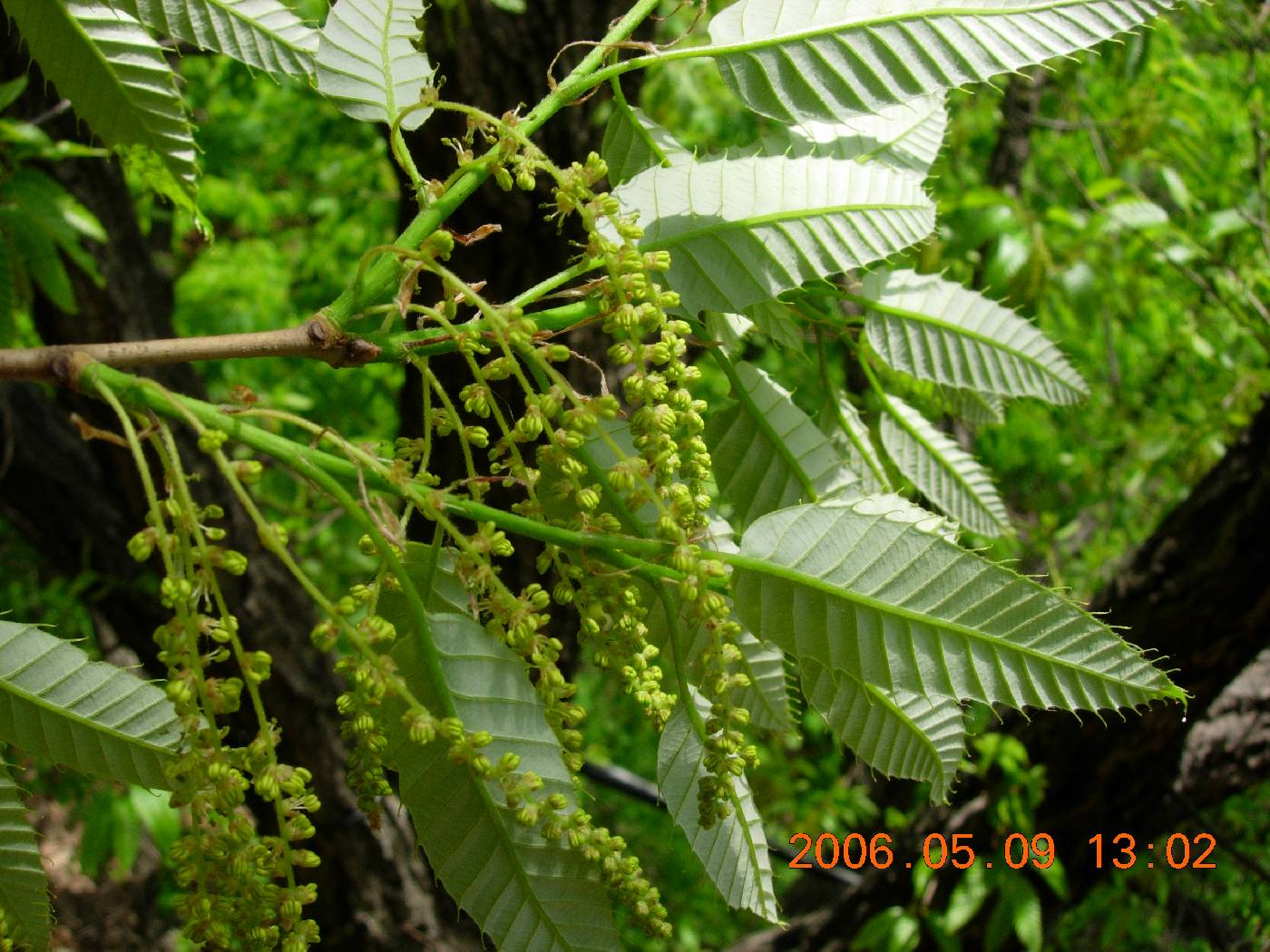 Quercus variabilis image