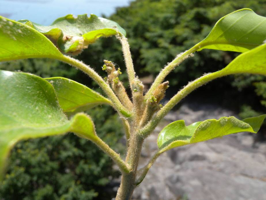 Quercus acuta image