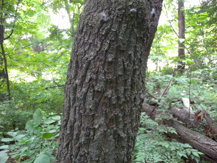 Quercus acutissima image