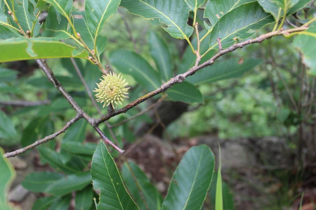 Fagaceae image