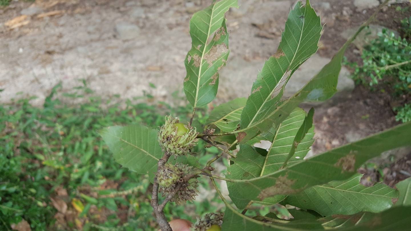 Quercus acutissima image