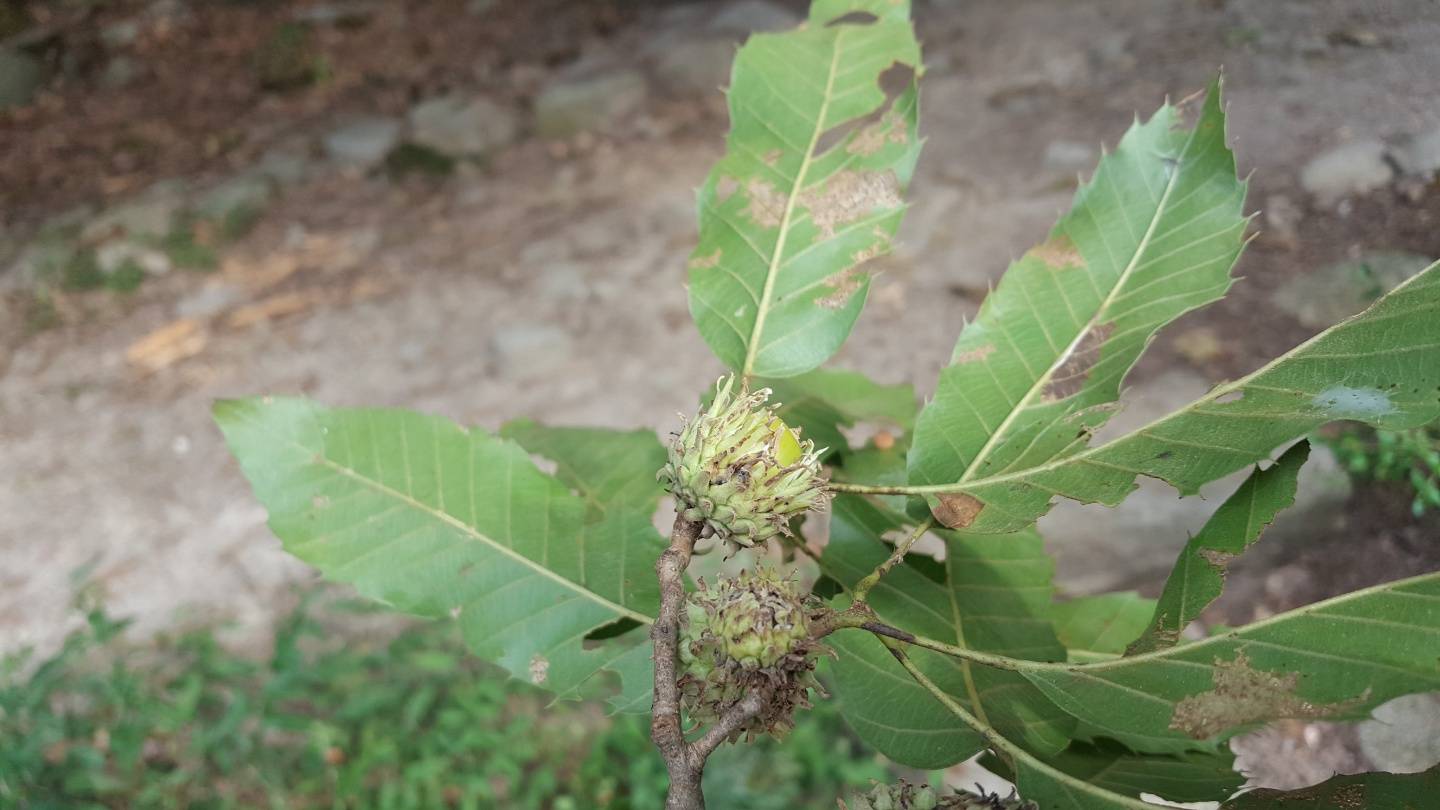 Quercus acutissima image