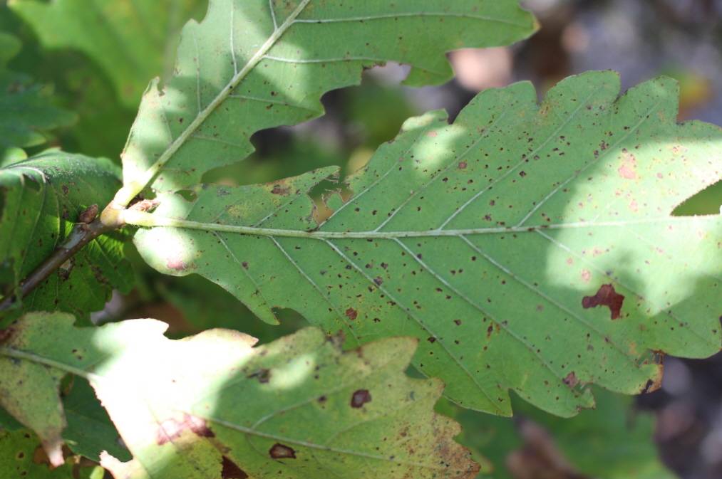 Quercus mongolica image