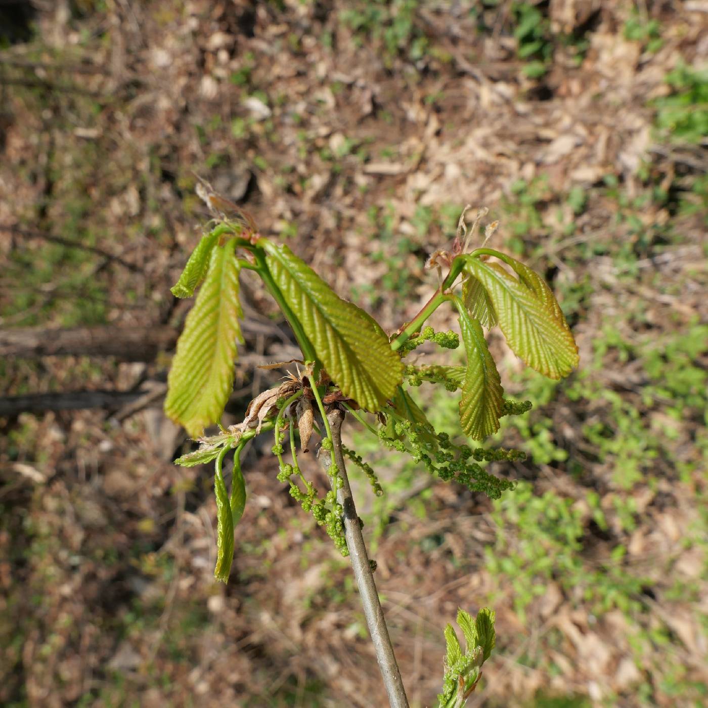 Quercus aliena image