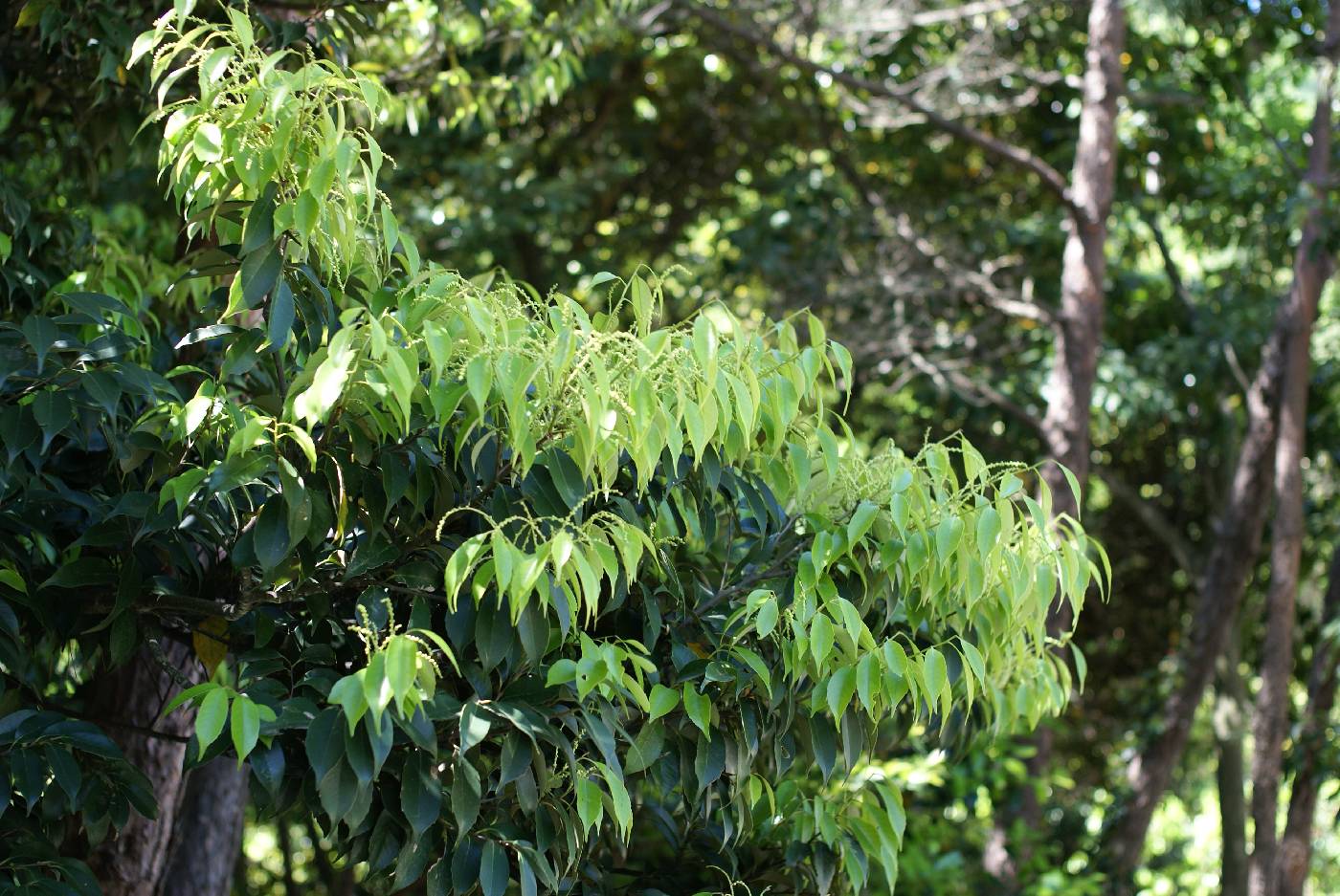 Castanopsis sieboldii image