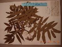 Sorbus amabilis image