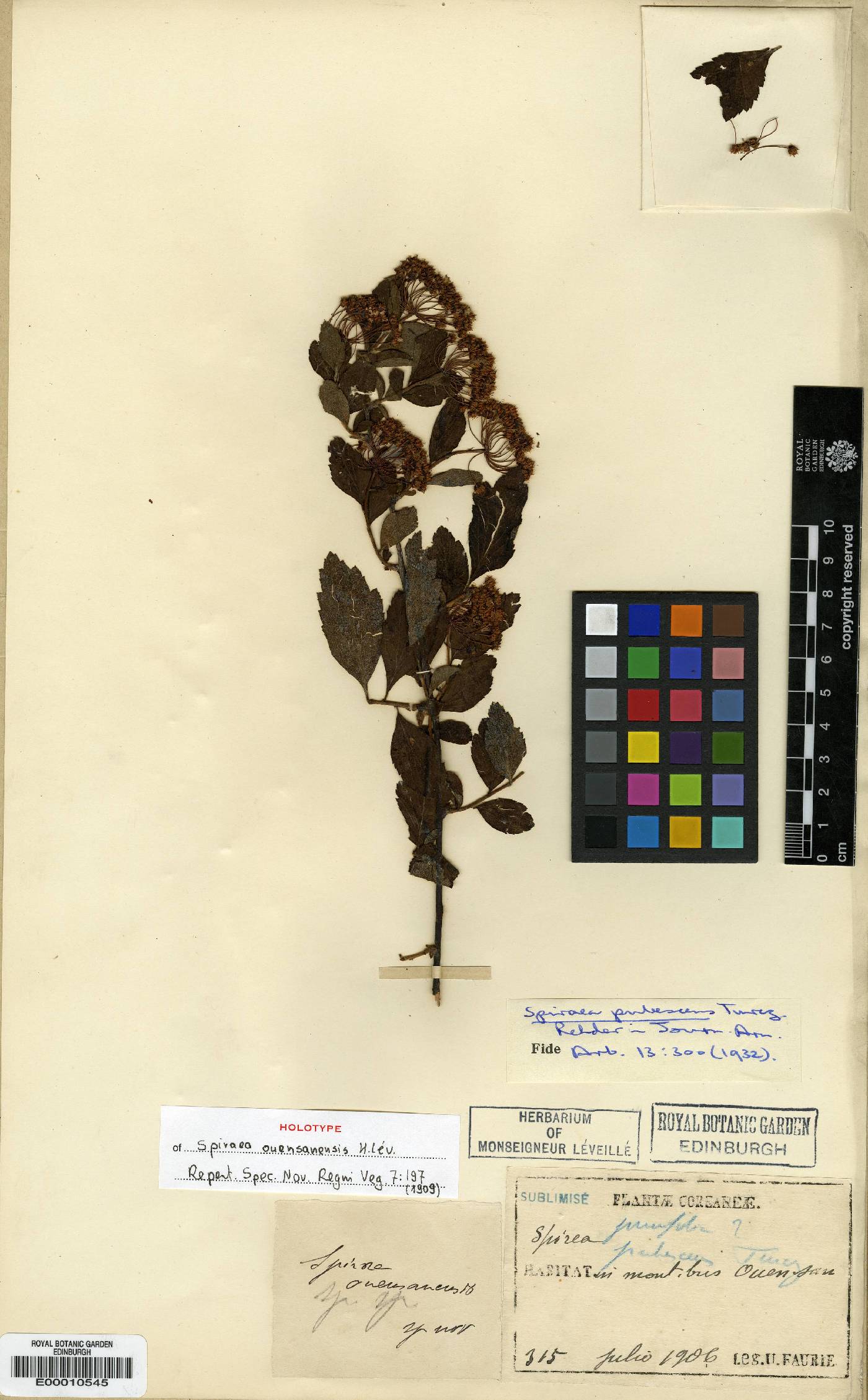 Spiraea ouensanensis image