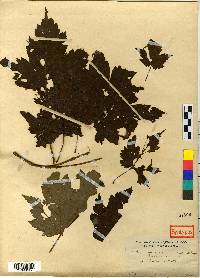 Acer barbinerve image
