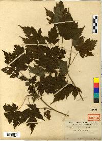 Acer barbinerve image