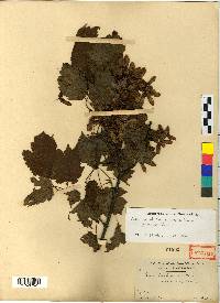 Acer barbinerve image