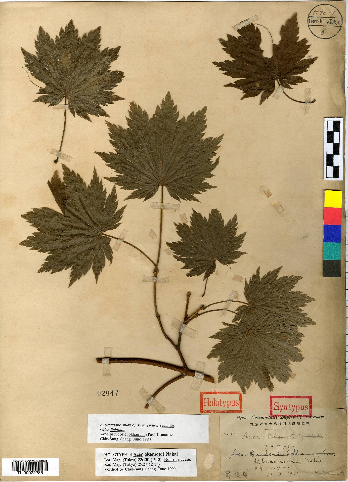 Acer pictum var. mono image