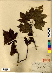 Acer caudatum var. ukurunduense image
