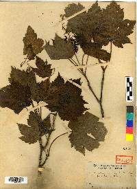 Acer caudatum var. ukurunduense image