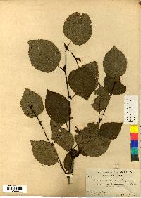 Alnus alnobetula subsp. fruticosa image