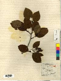 Alnus alnobetula subsp. fruticosa image