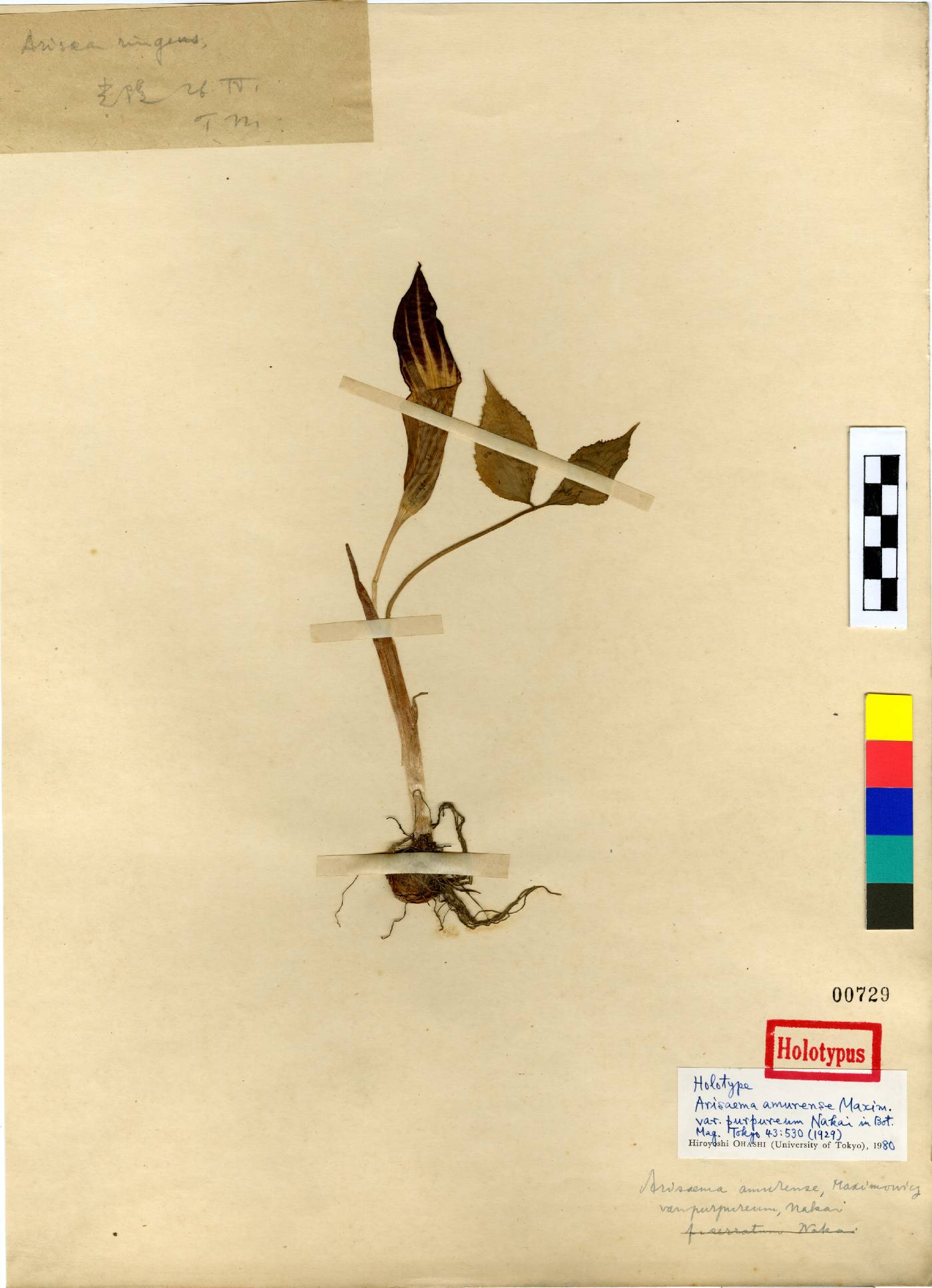 Araceae image
