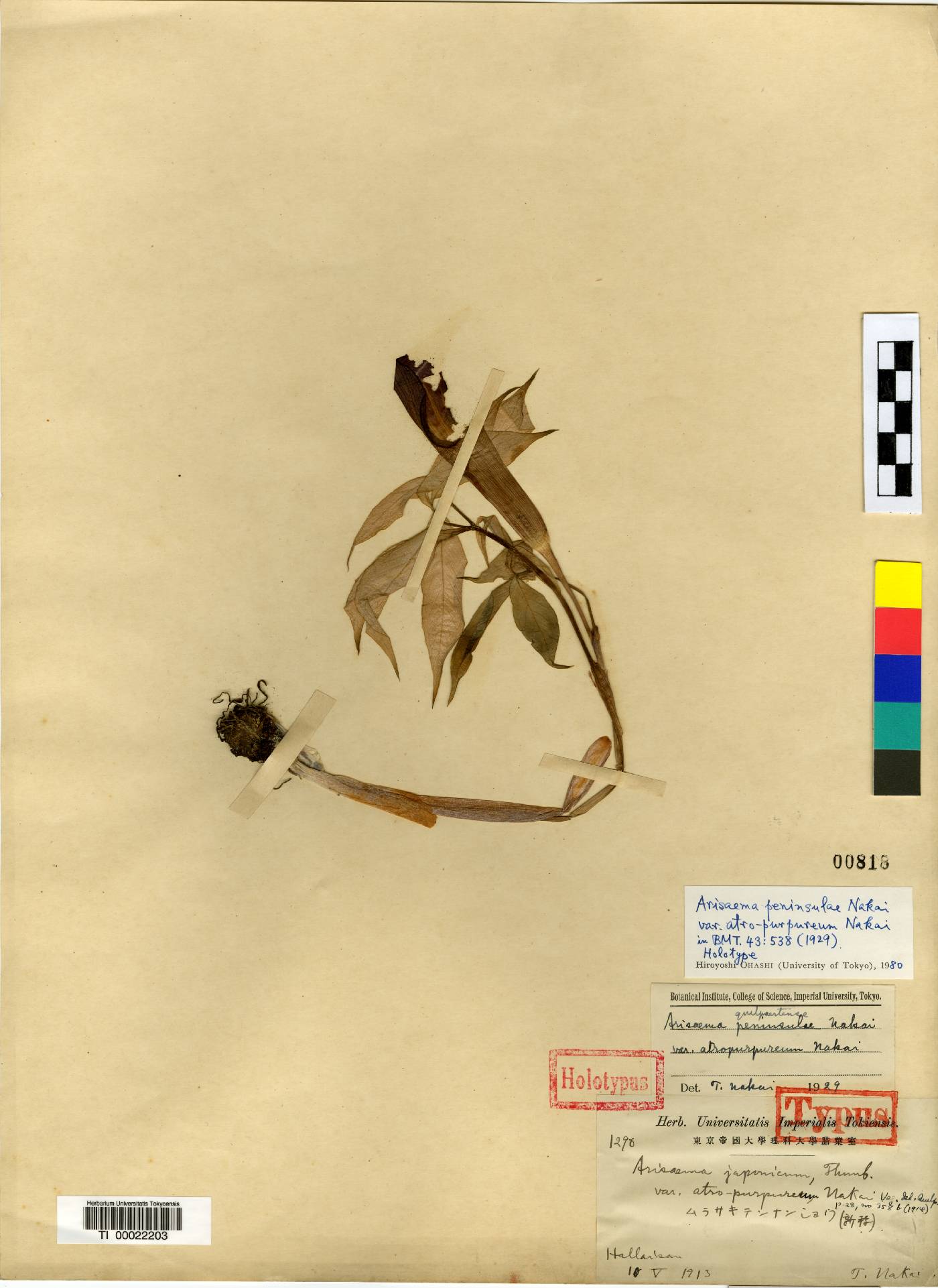 Araceae image