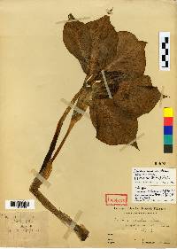 Arisaema amurense image
