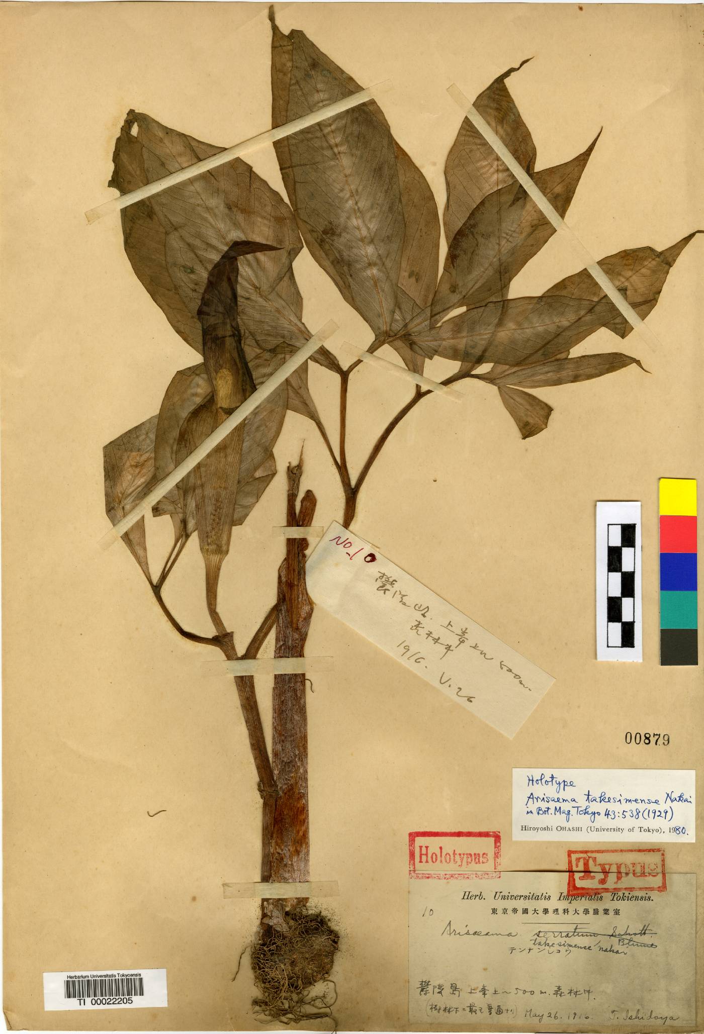 Araceae image