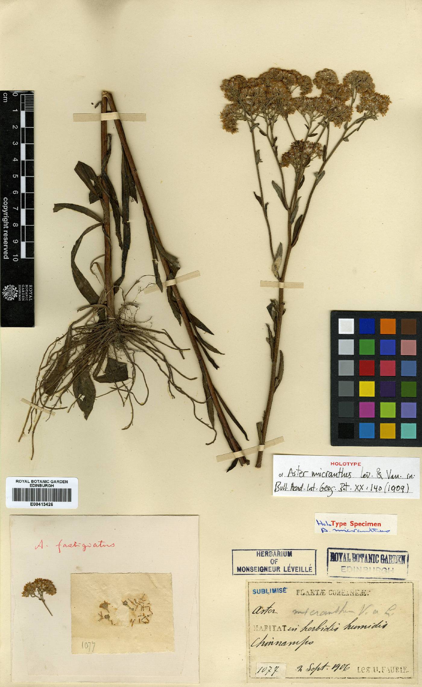Turczaninovia fastigiata image