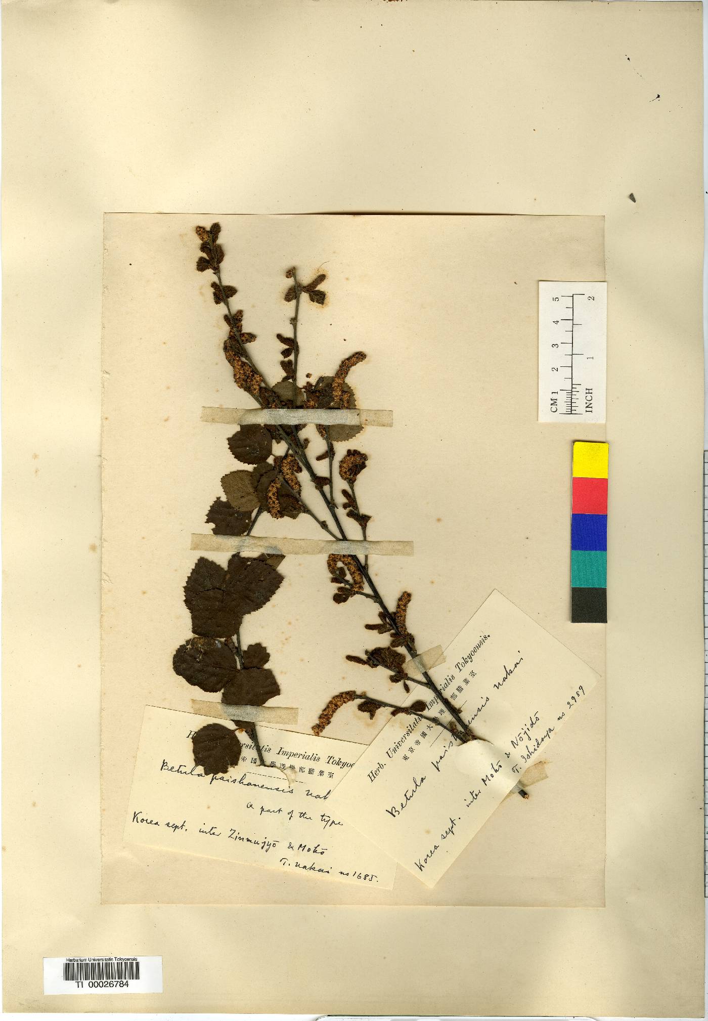 Betula fruticosa image