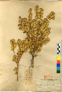 Image of Buxus sinica