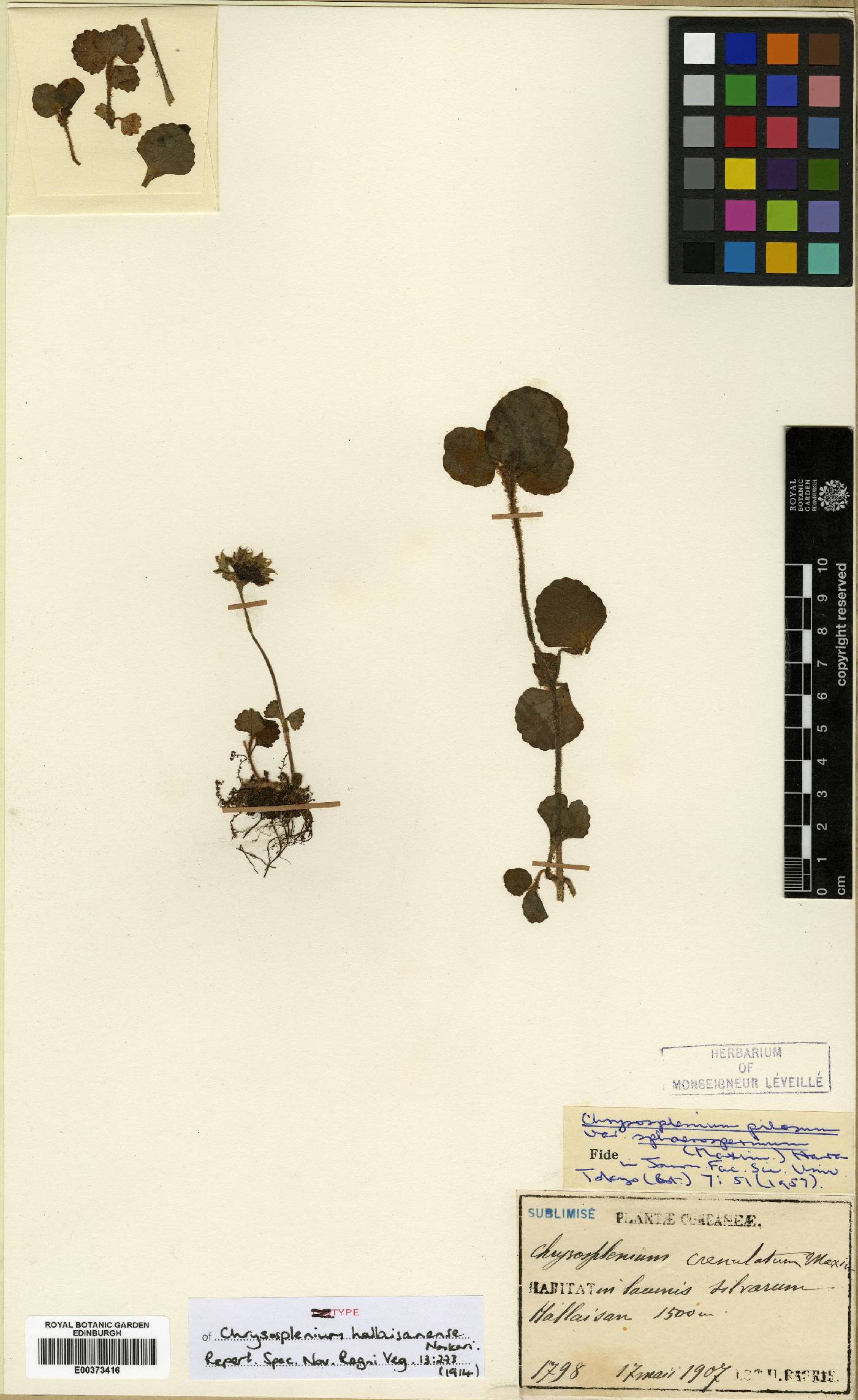 Chrysosplenium pilosum image