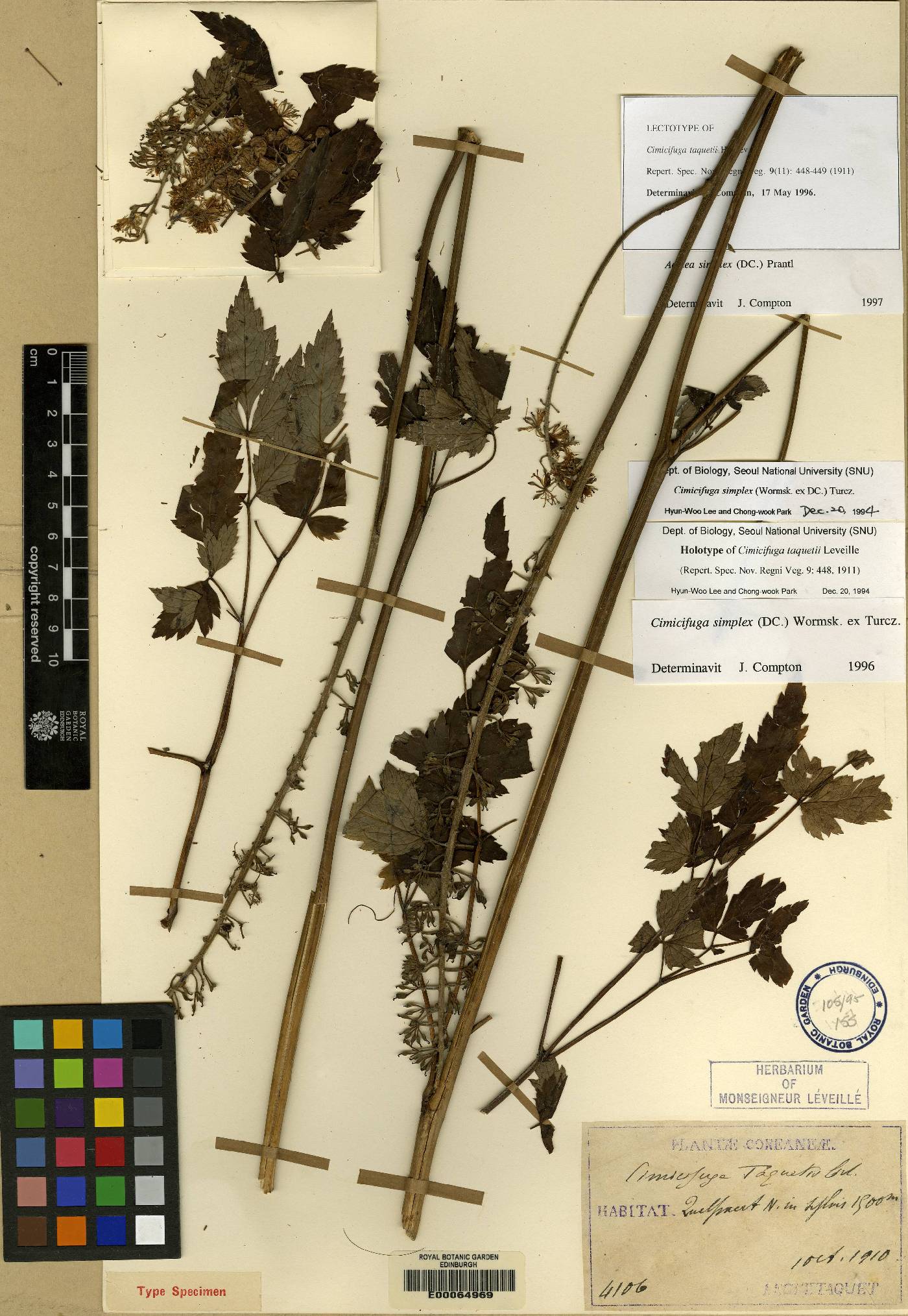 Actaea simplex image