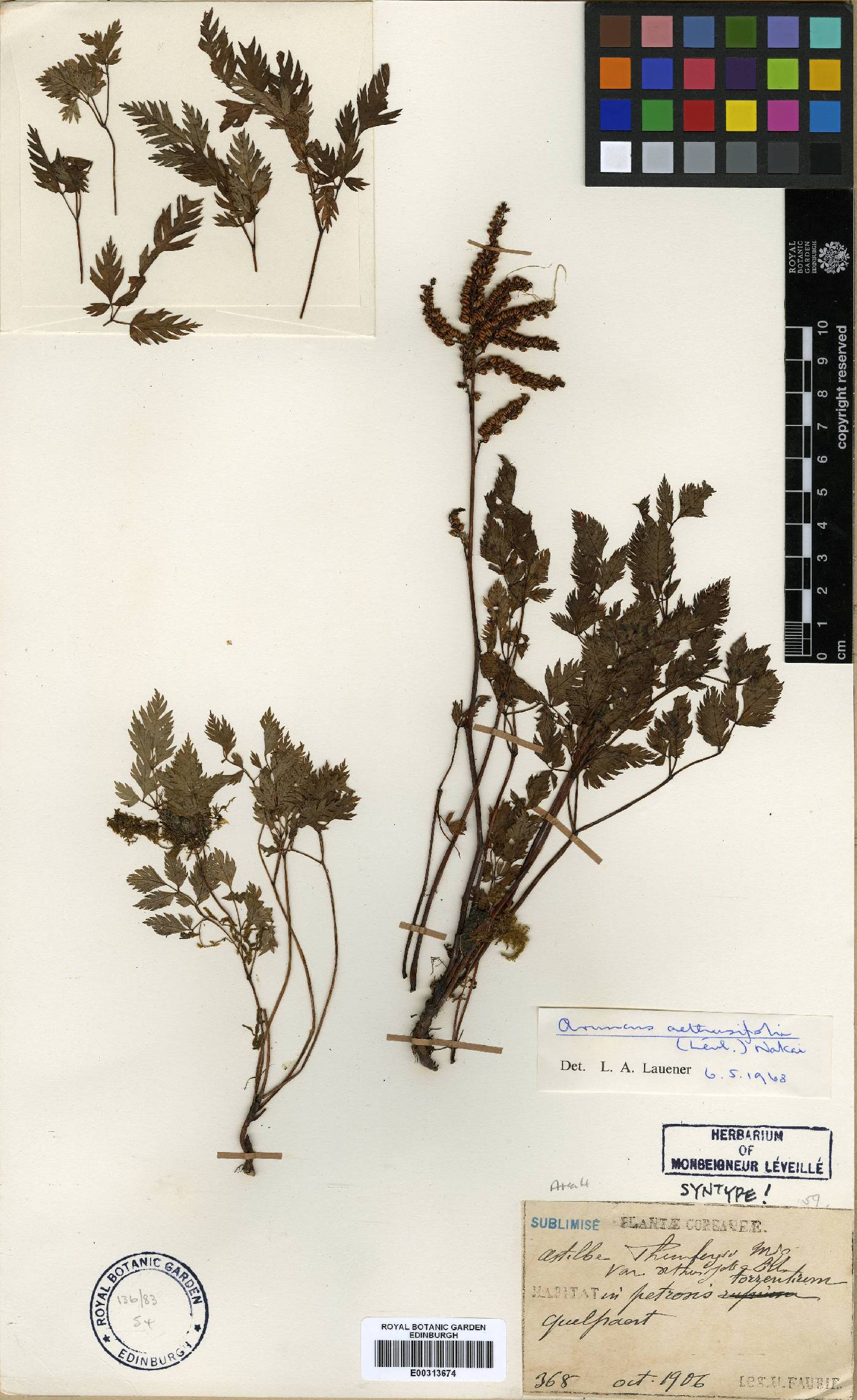 Aruncus image