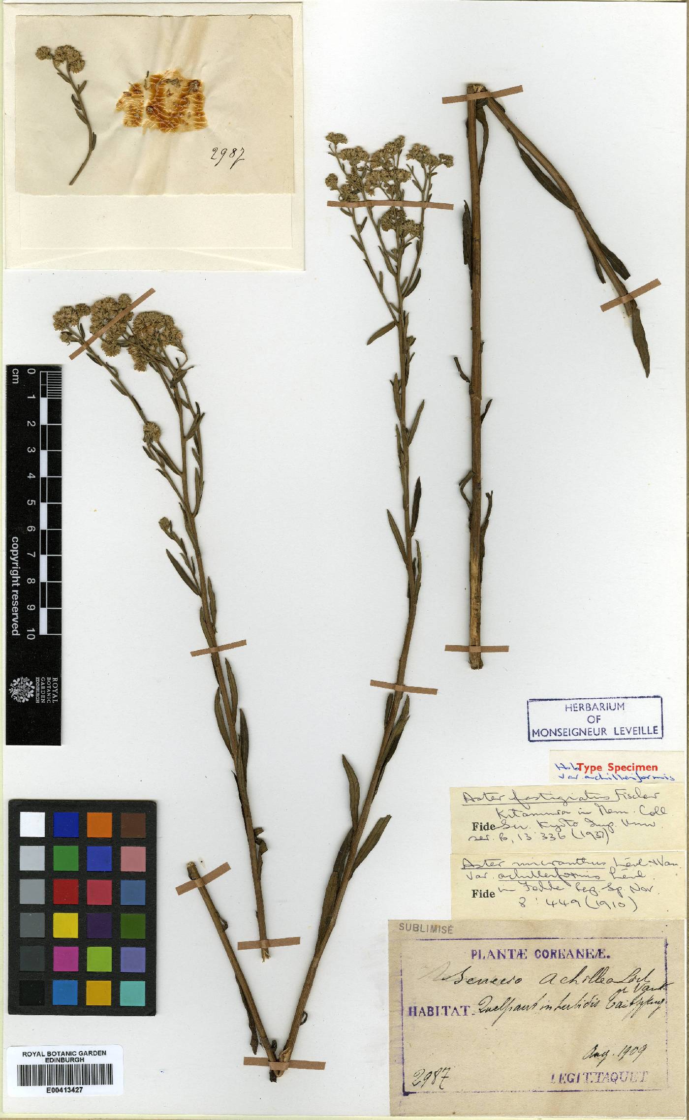 Turczaninovia fastigiata image