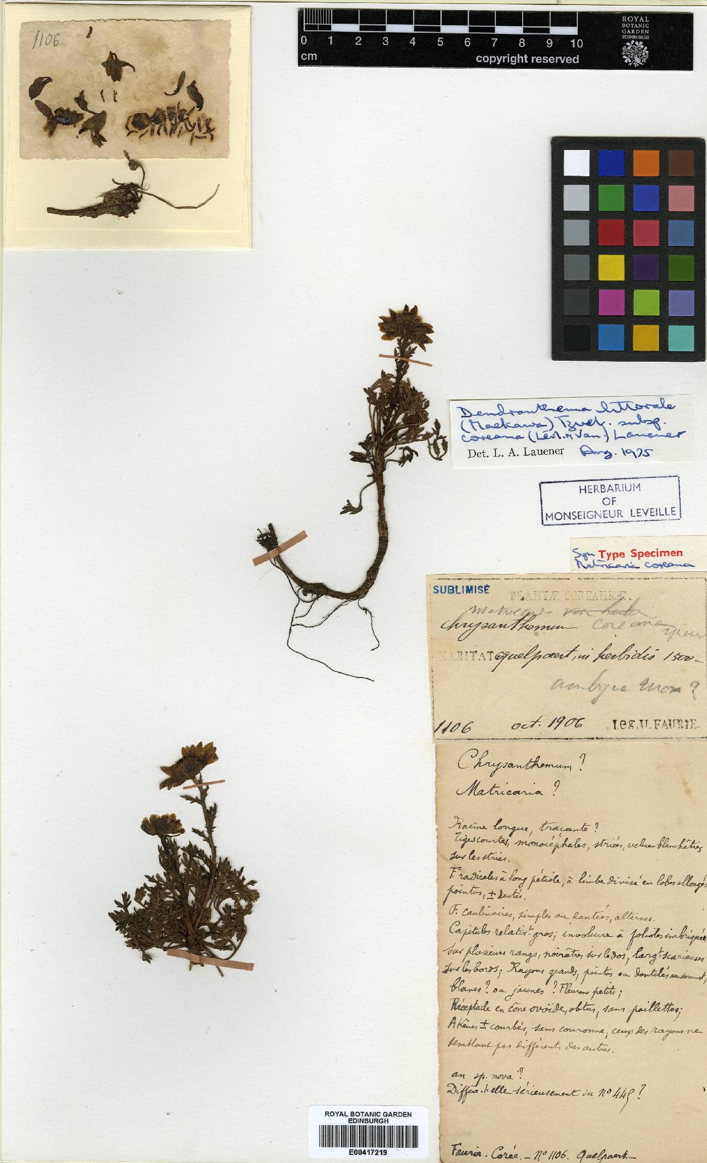 Chrysanthemum oreastrum image