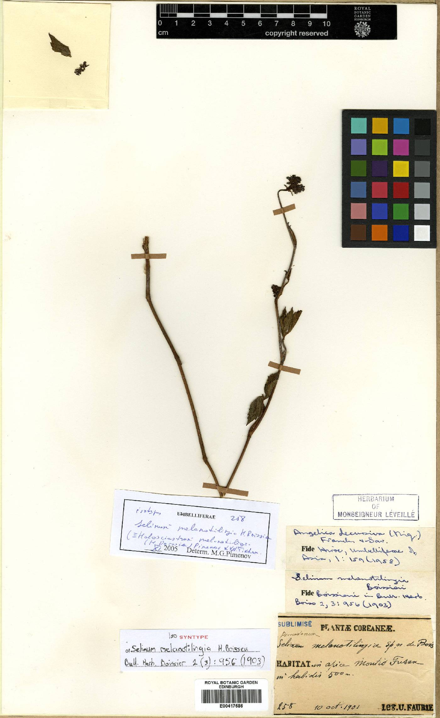 Angelica decursiva image