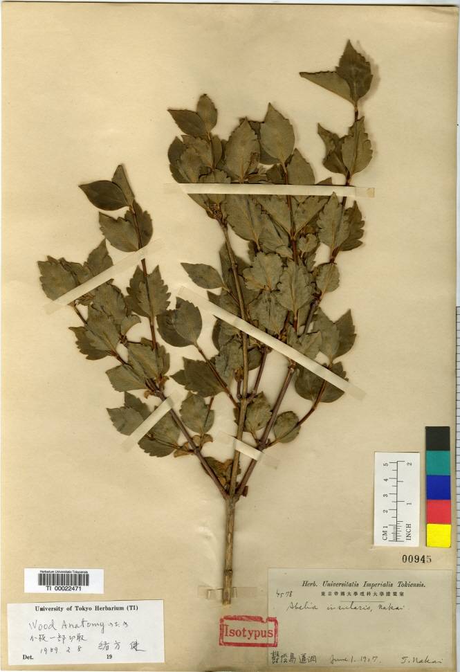 Zabelia biflora image